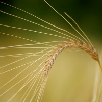 колос пшеницы